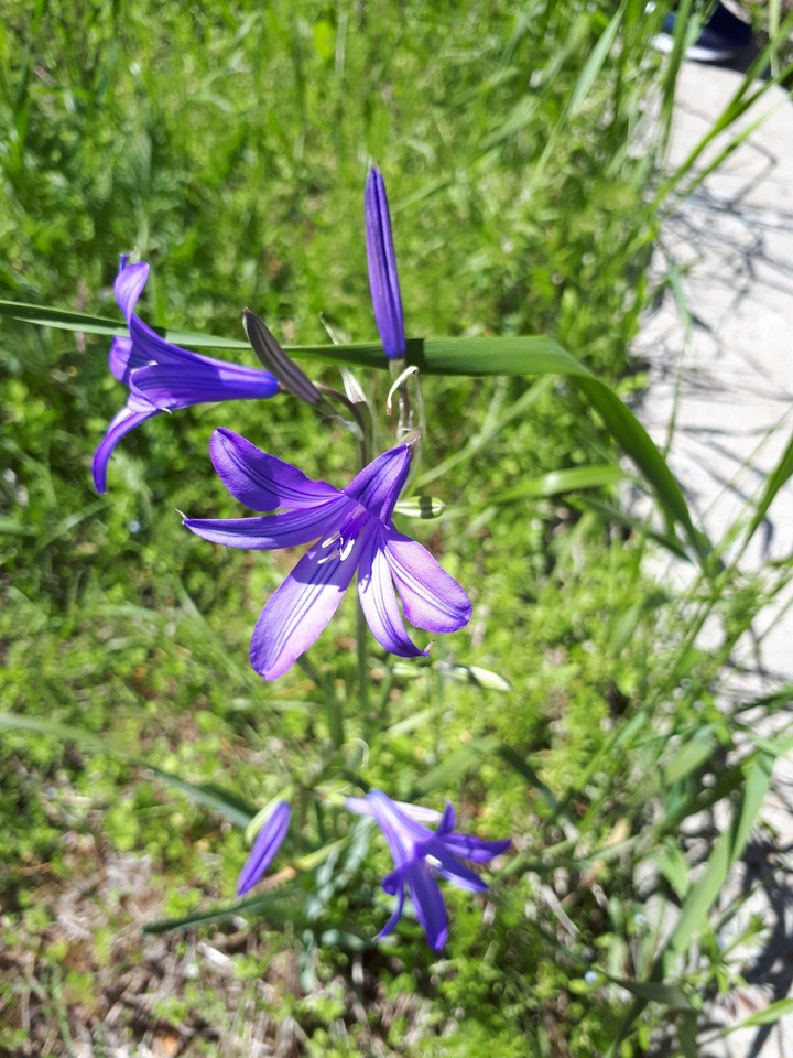 Spring flowers
