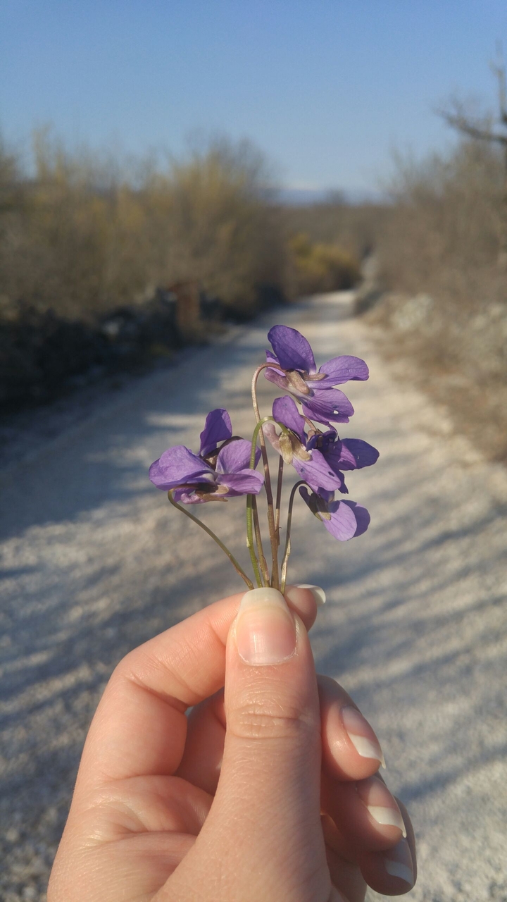 Ljubicica