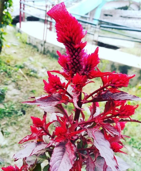 plant, flower壁纸