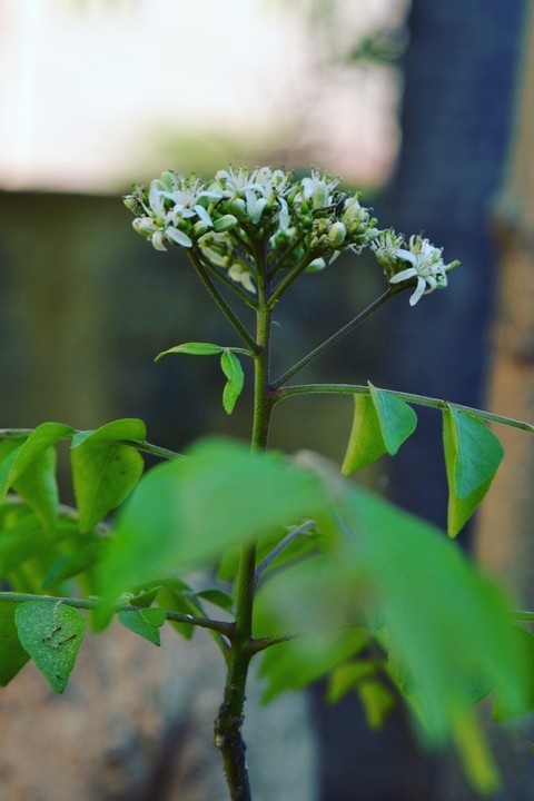 White seed.