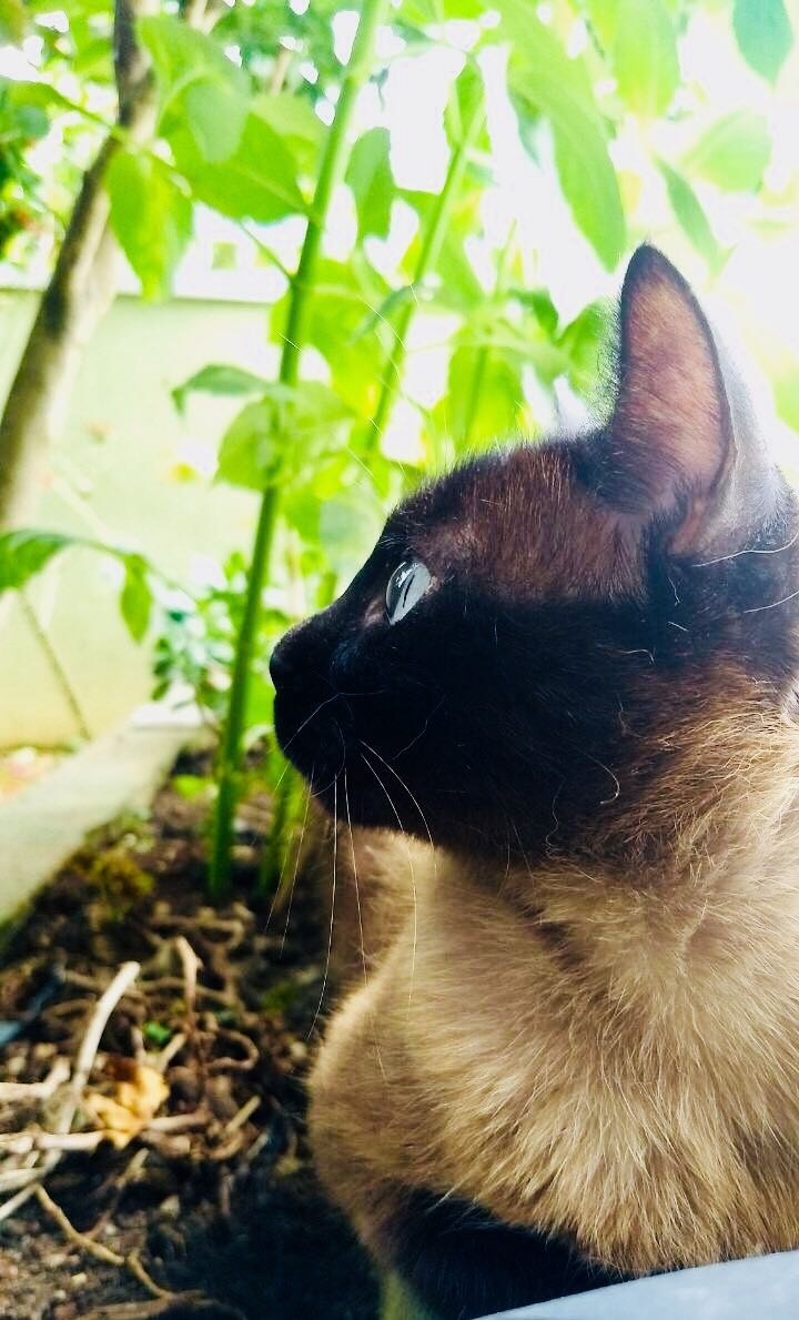 Mila
