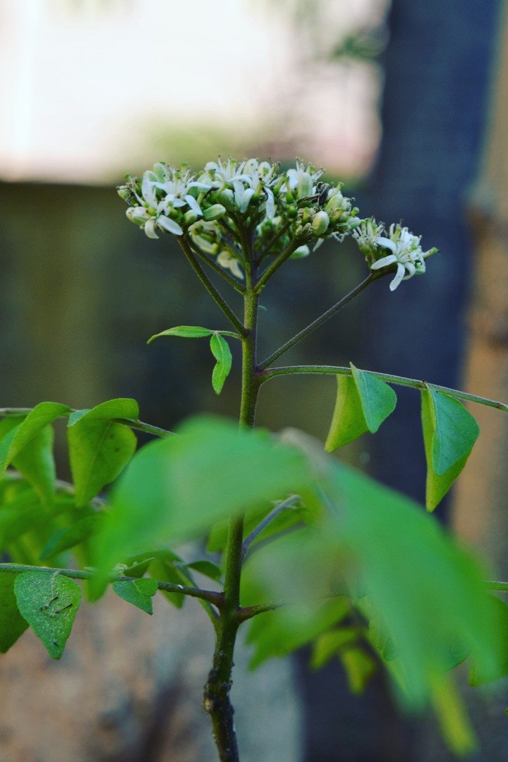 White seed.