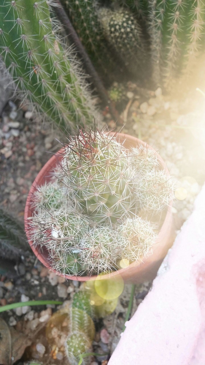 CACTUS