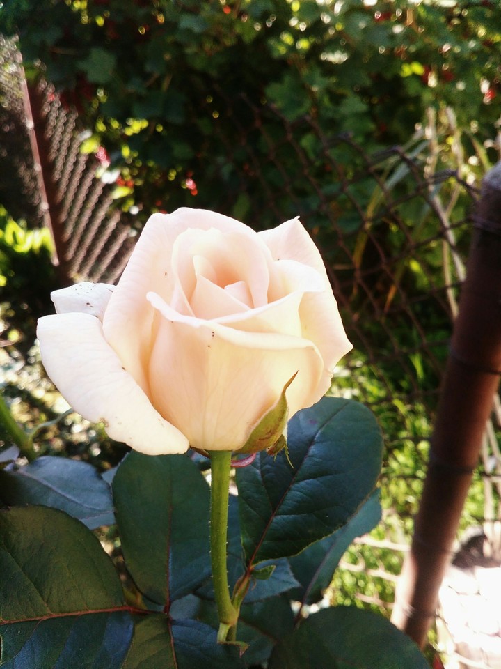 rose