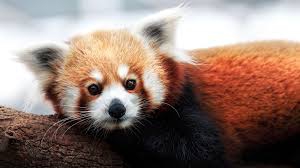 Red Panda