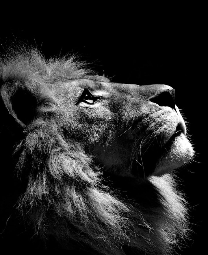 Face Of A Lion