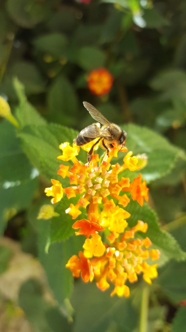 abeille sur une belle fleur