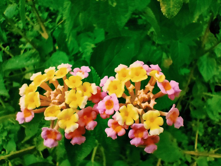 natural flowerpot