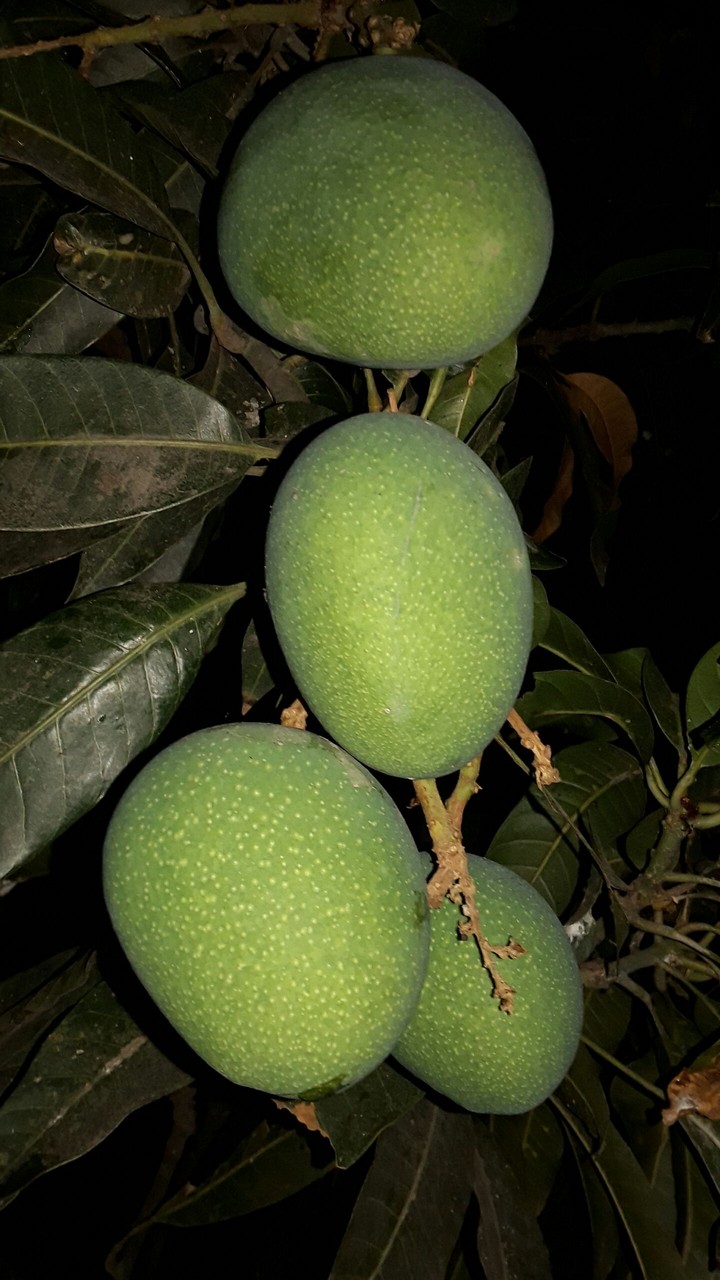 Kancha Aam