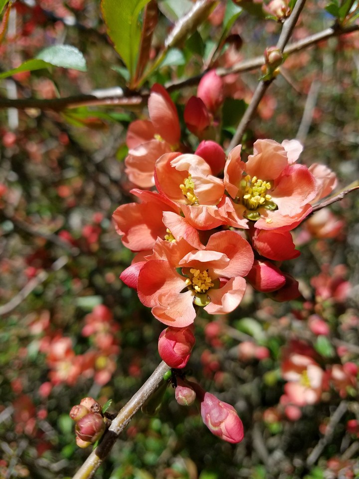 Flowering Quince