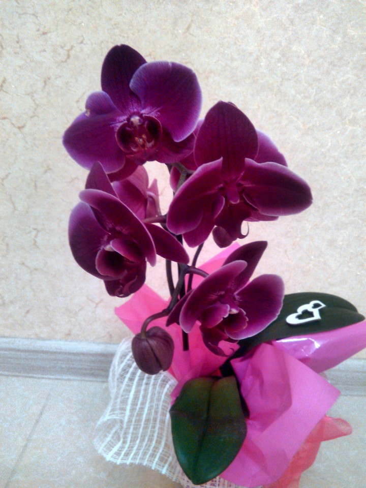 purple orchid