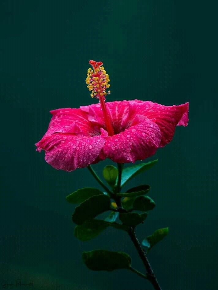 .