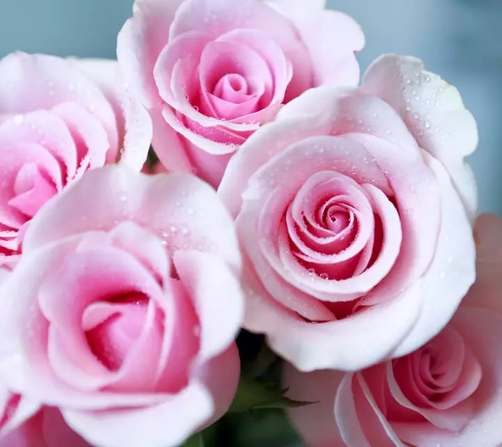 Fresh❤️ Rose☺️