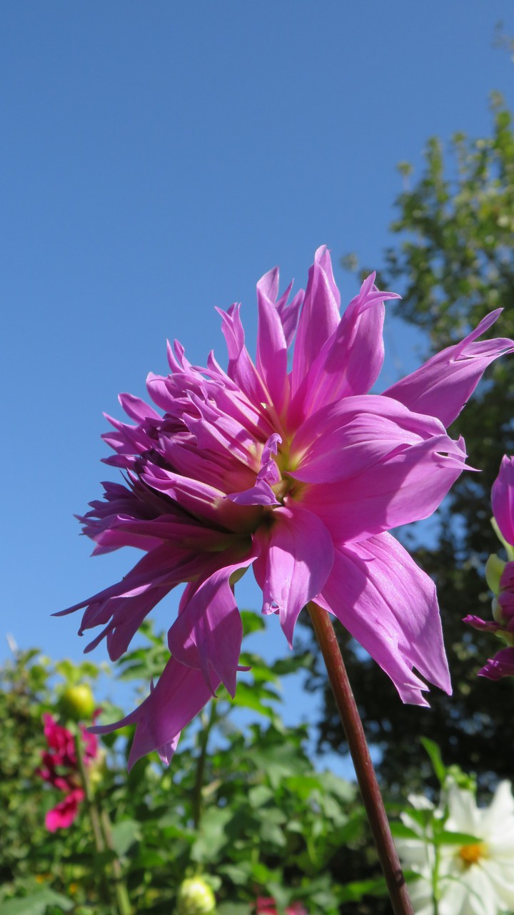 flowers