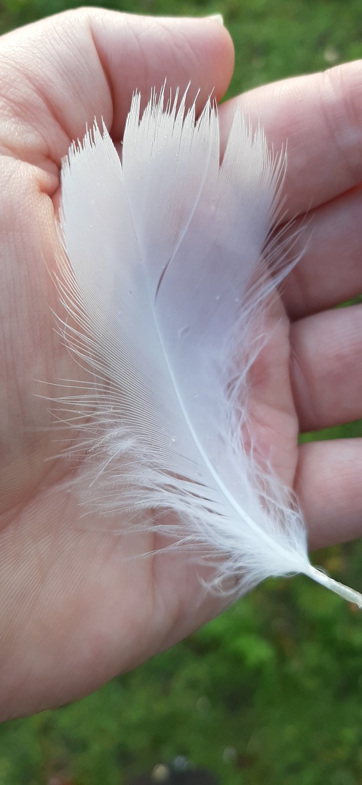love feathers