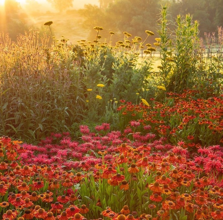 in the meadow...