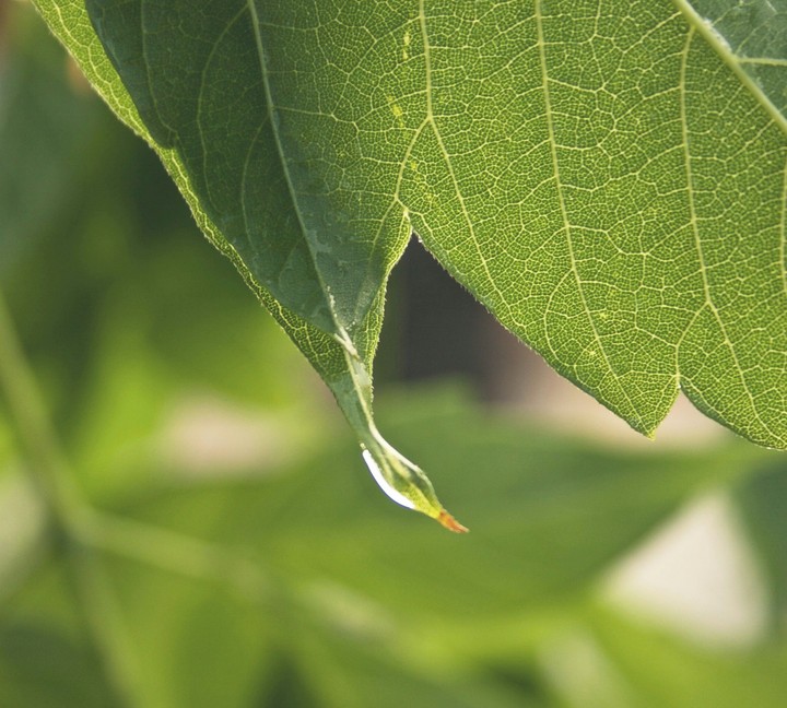 Drop of rain