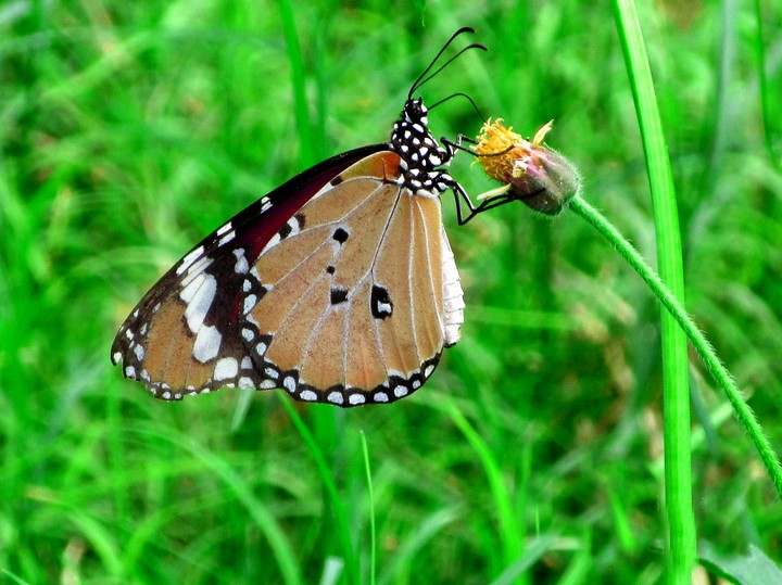 butterfly