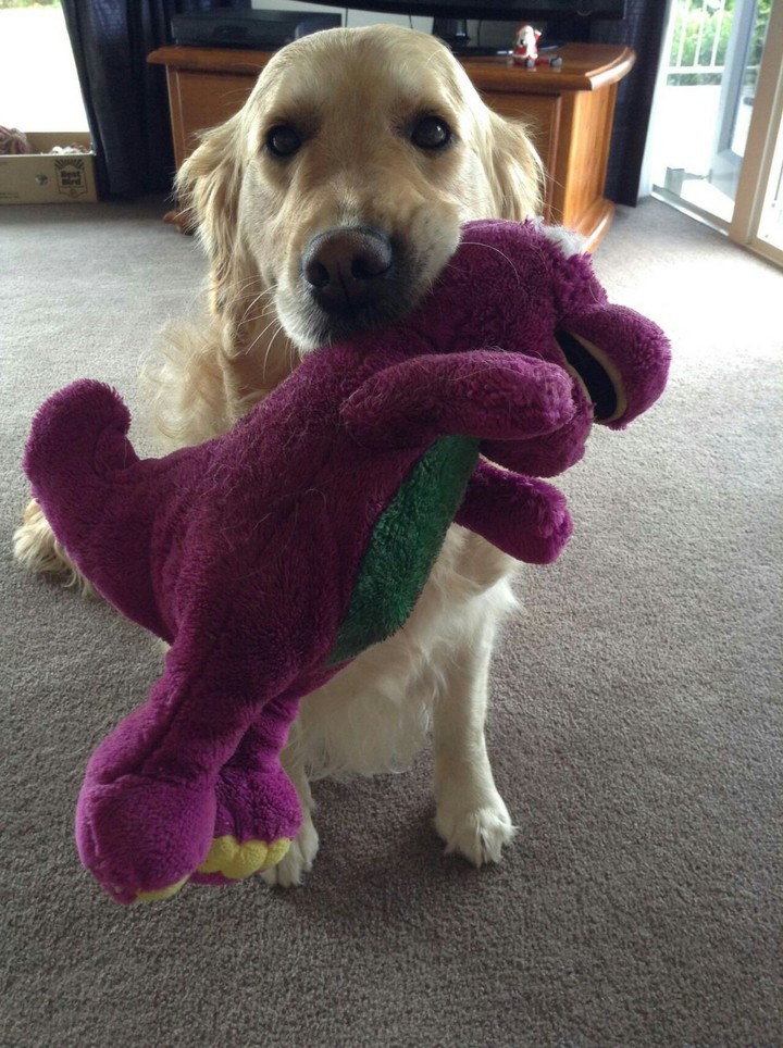 Cute pup
