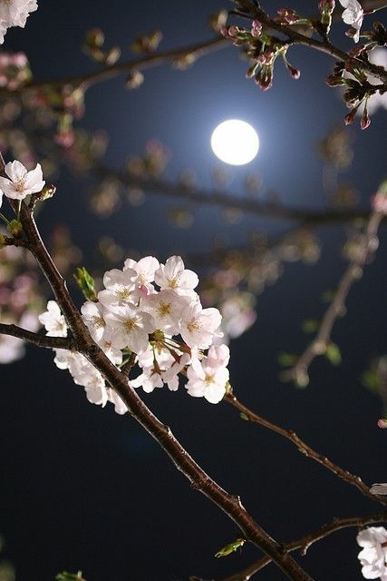 luz de luna
