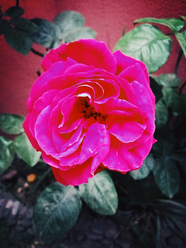 Rosa