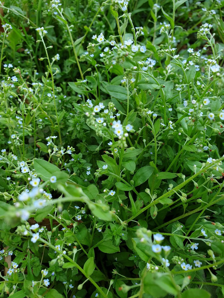 flowers