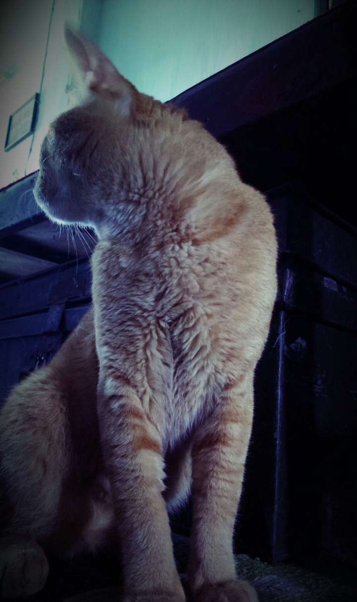 My lovely cat