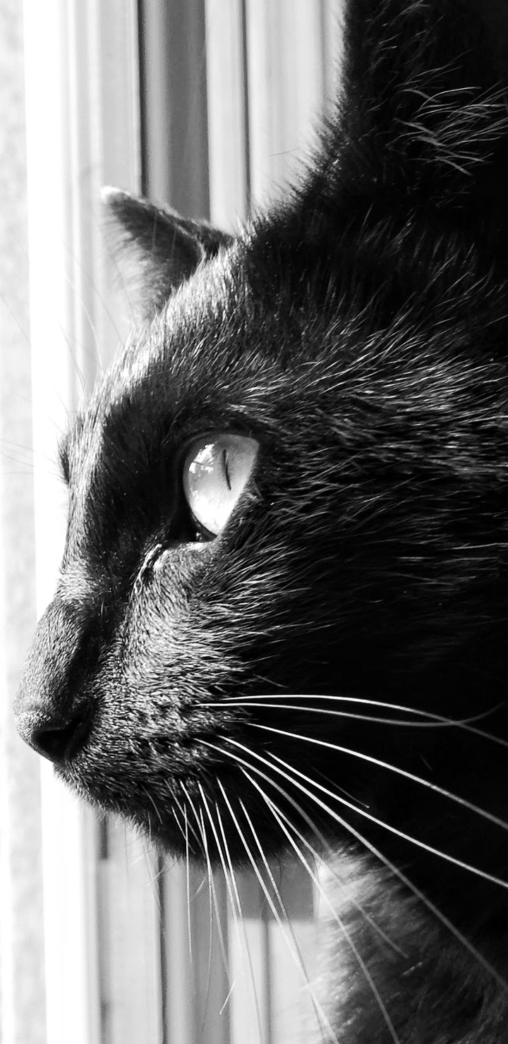 black cat