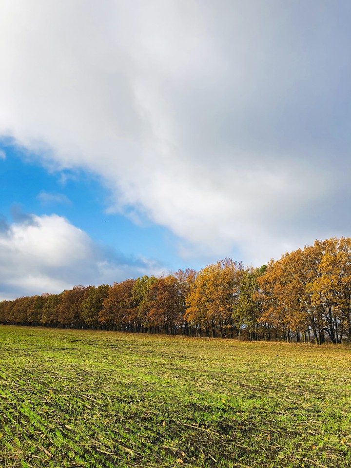 осень autumn