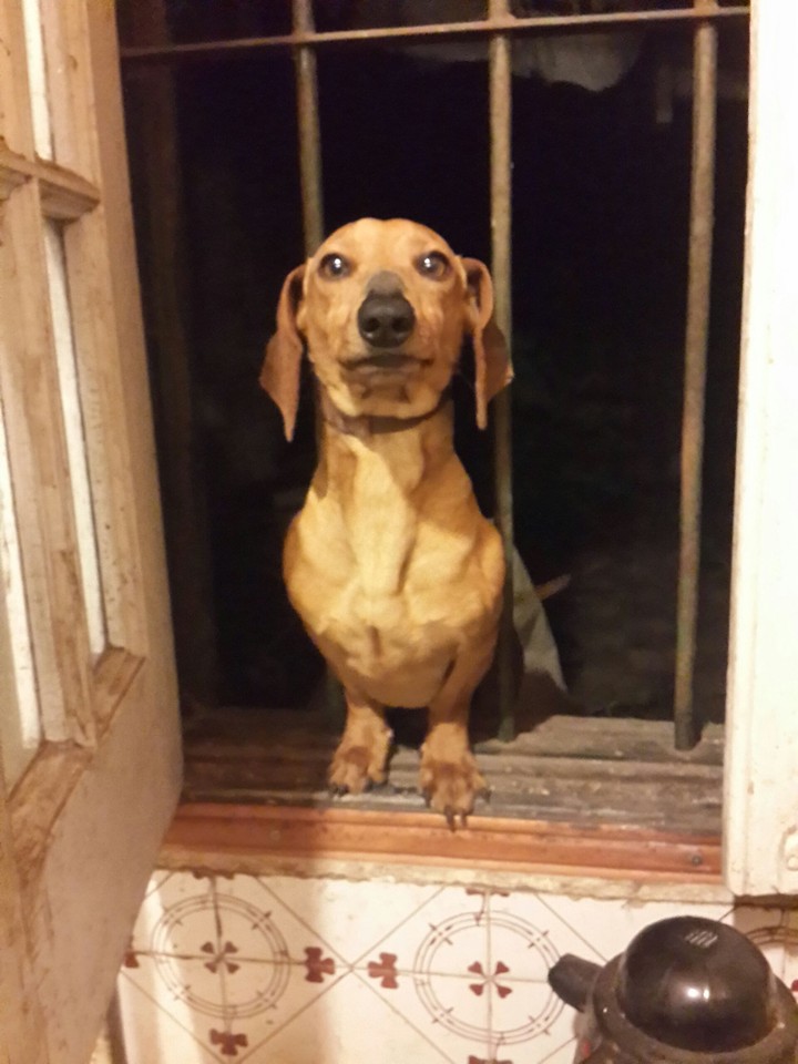 Salchicha