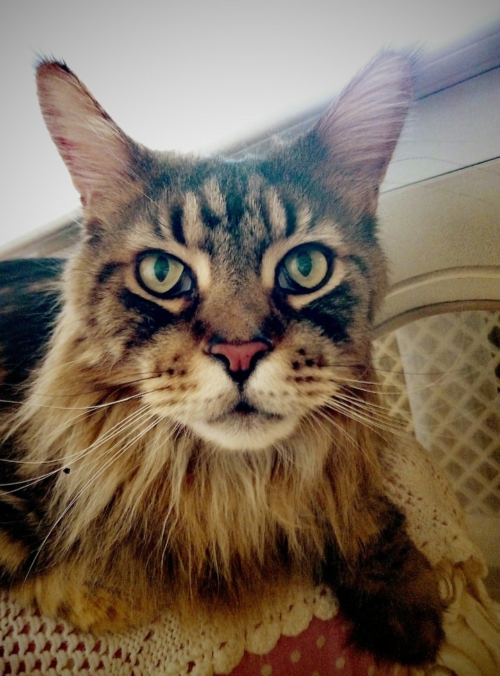 Кот