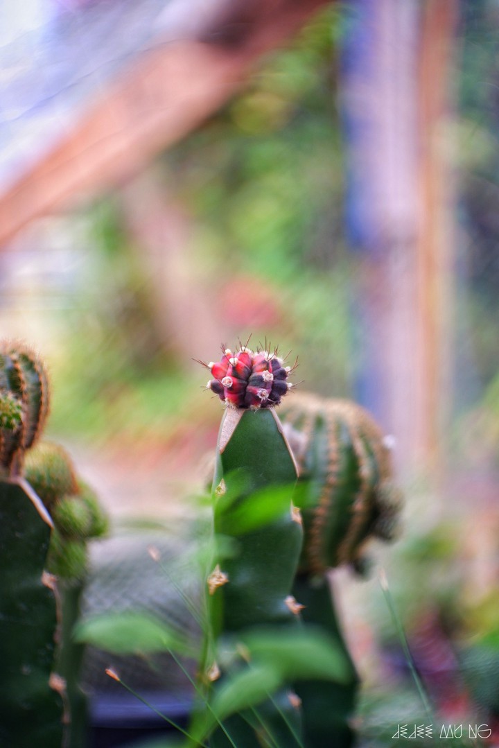 Gymnocalycium