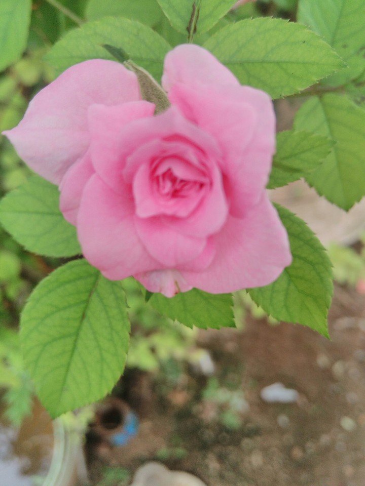 rose
