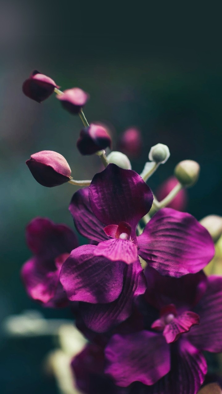 orchidea