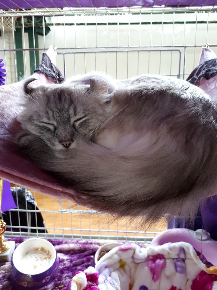 cat