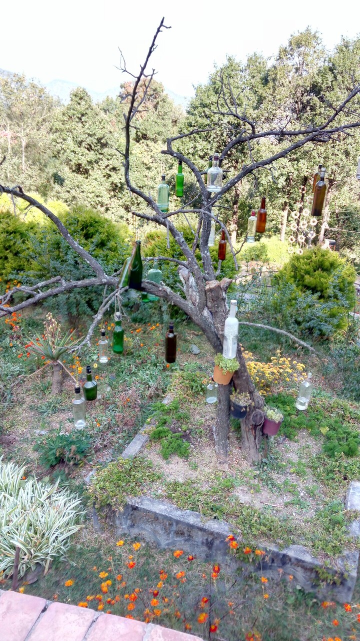 beer tree