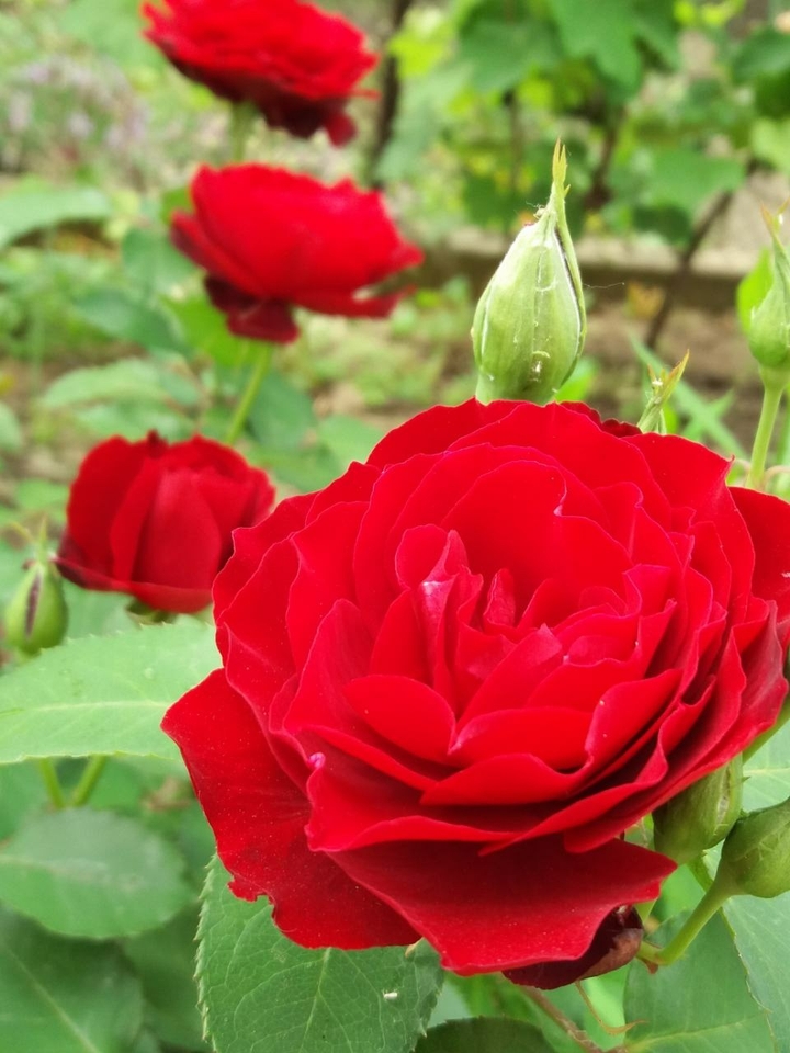 Red roses❤