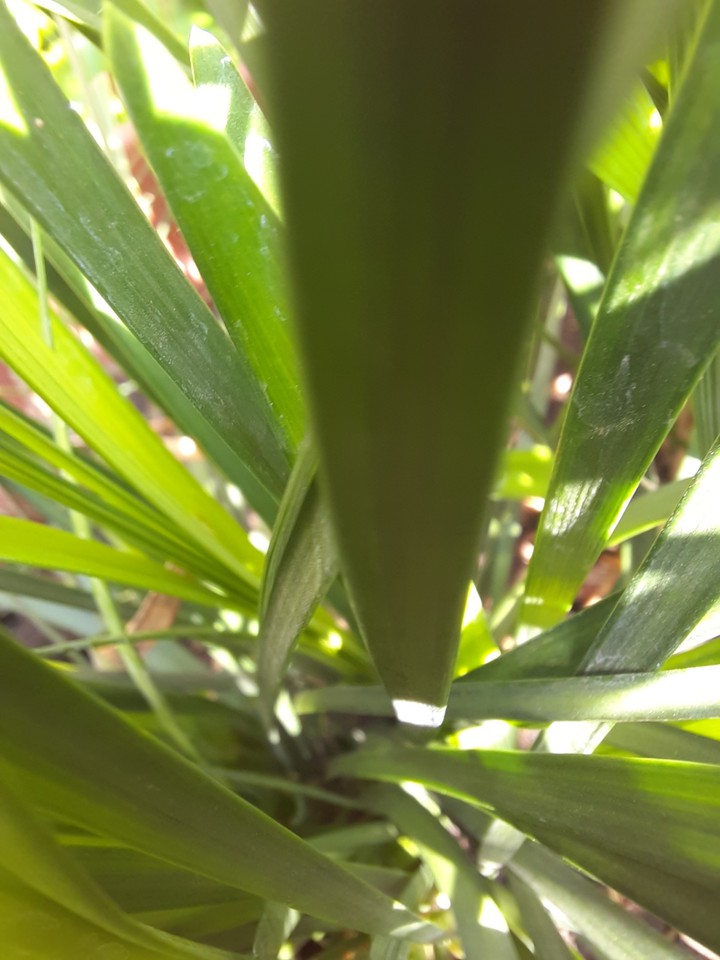 macro jungle