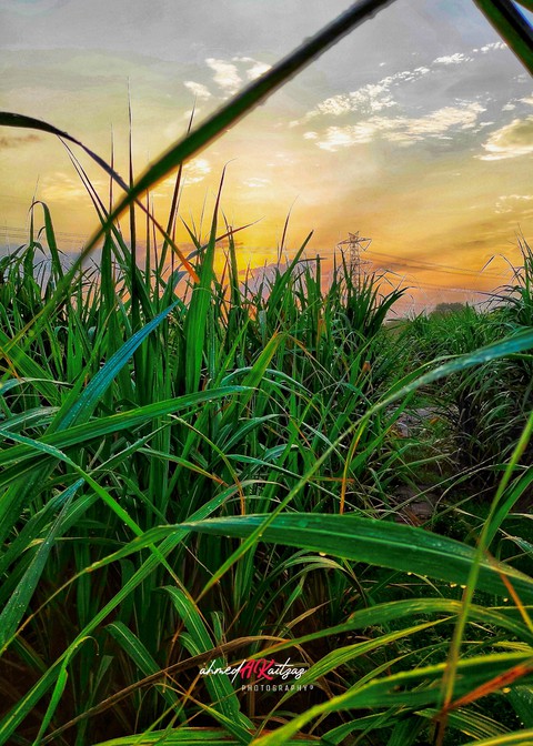 Nature shot