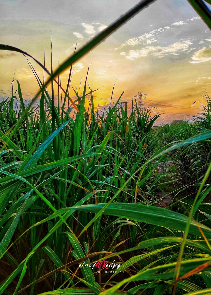 Nature shot