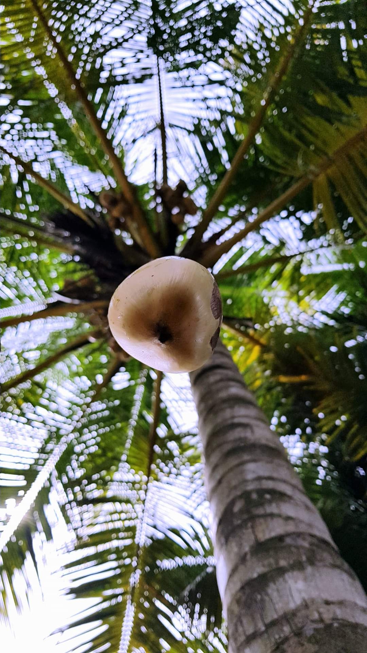 COCONUT