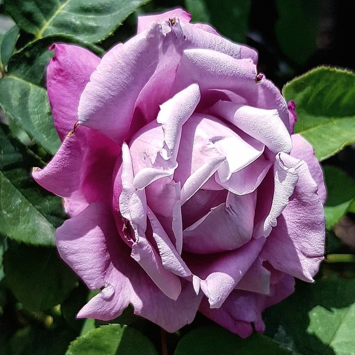 Roses