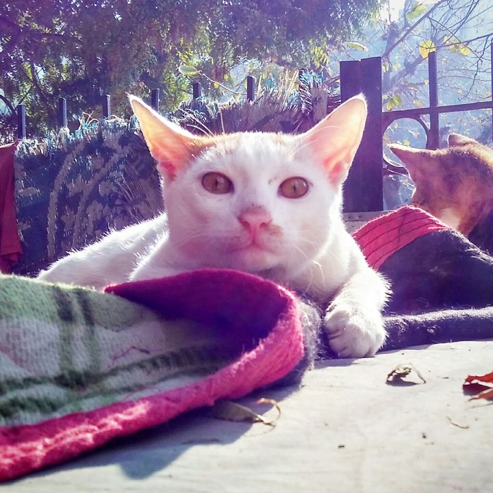 Puss on The Roof