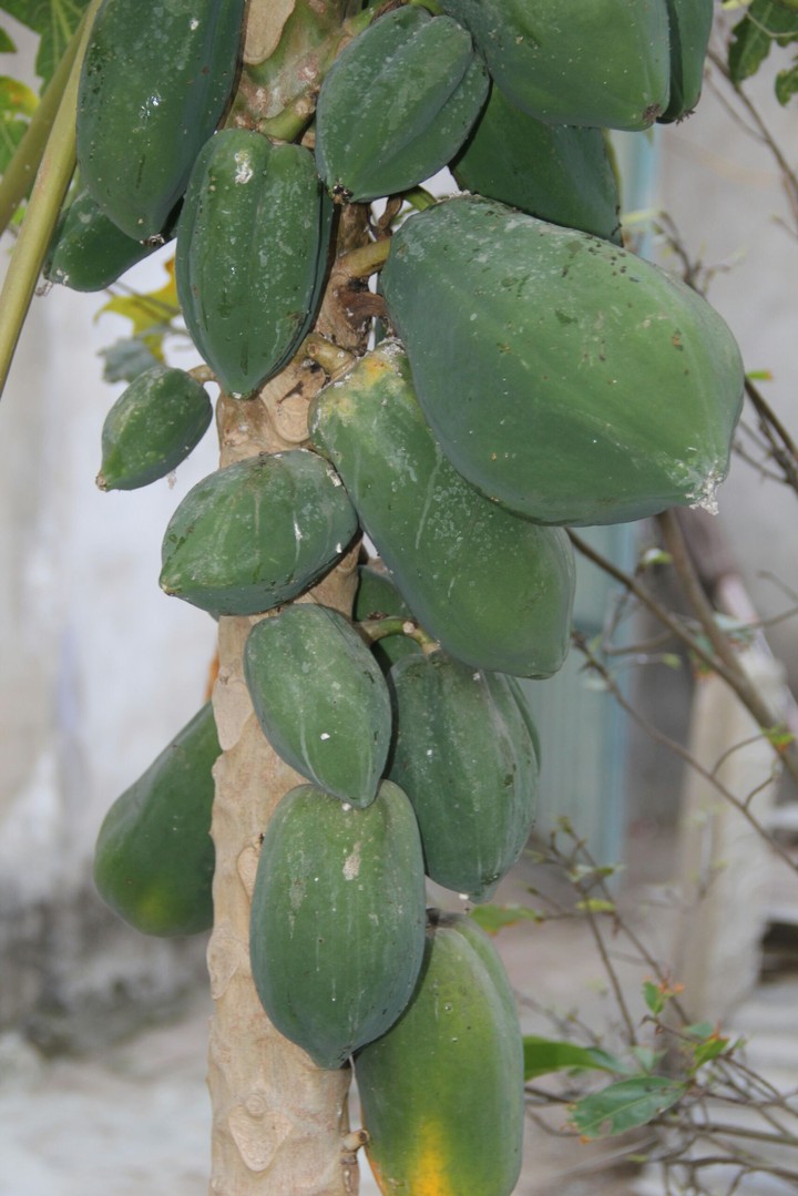 Quả đu đủ