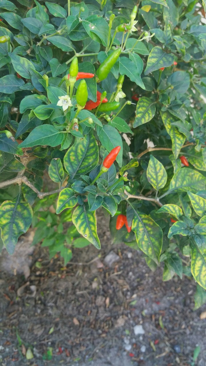 #piment