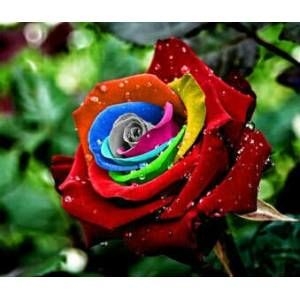rose