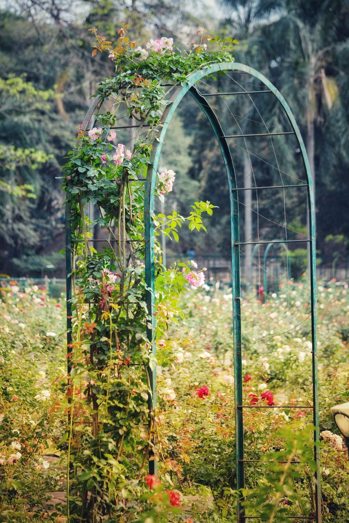 Garden with a floral Gate