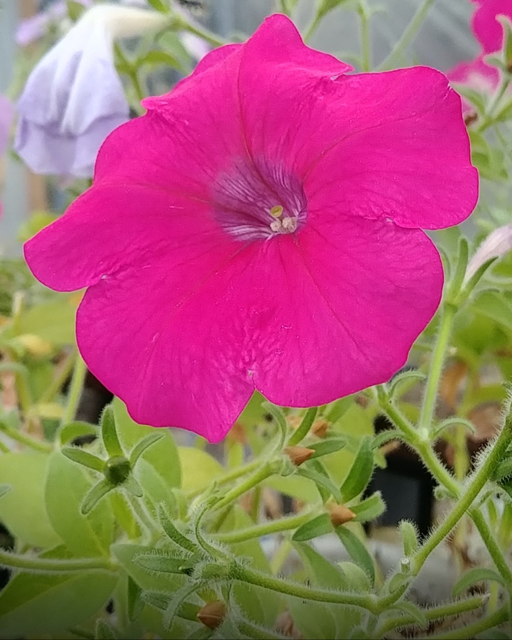 pink flower