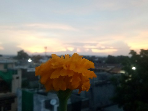 flower sunset