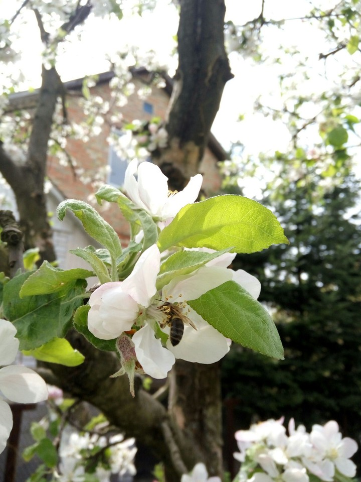 Flower.